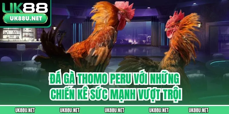 Đá gà Thomo Peru với những chiến kê sức mạnh vượt trội