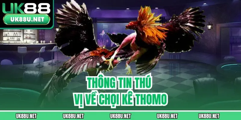Thông tin thú vị về chọi kê Thomo